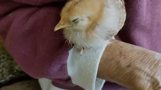 adorable chicks