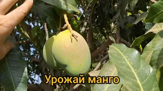 #61 Африка. Мой урожай манго🥭 .