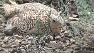 Саджа(Syrrhaptes paradoxus) на кладке, Бетпак-дала. Betpak-dala desert