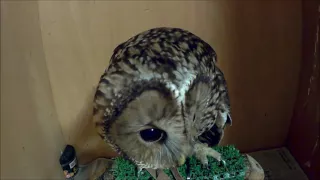 【HD撮影】フクロウを飼う前に見て欲しい動画①　餌鳴き編　ウラルアウル　Ural Owl Raptor　猫头鹰　貓頭鷹　올빼미 梟 сова  gufo  Eule  นกฮูก hibou