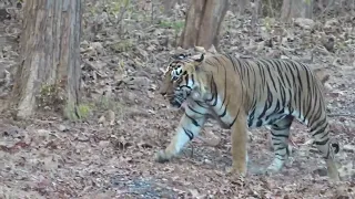 Rudra, dominant male tiger of Tadoba lake area of TATR. 1st March 2023