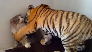 Mother Cat Adopted A Tiger Cub, Just Watch Years Later What Happened to Them!