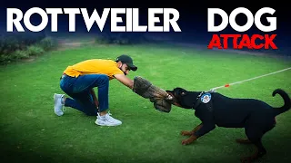 Most Dangerous Rottweiler Attack || Dog Attack || Rottweiler Dog Attack Training