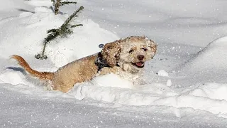 Funniest Dogs In Snow Videos 🤣 [Funny Pets]
