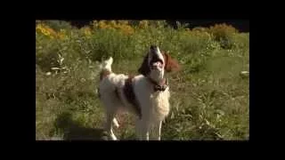 Dog Breeds - Irish Setter.  Dogs 101 Animal Planet