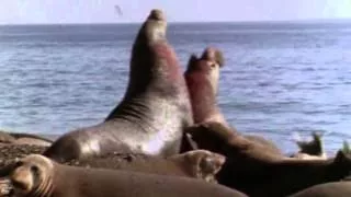 11 1969 Возвращение морских слонов