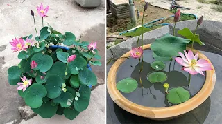 Top 5 types of beautiful lotus flowers for beginners | how to grow lotus at home