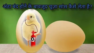 How birds get oxygen inside an egg?