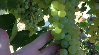 HOW TO KNOW WHEN GREEN GRAPES ARE RIPE