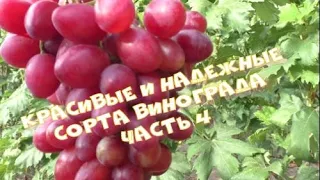 Какими красивыми и надежными сортами винограда можно удивить? часть №4