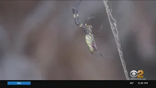 Joro spiders expected to make their way up and down U.S. East Coast