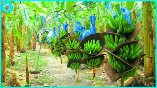 Satisfied How To Harvest Tons Of Bananas And Process Bananas At The Factory | Agriculture Technology