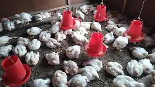 Crianza de pollos de engorde en casa 🏡 - Una técnica super interesante - Rotación de espacio. 🐔🐔🐔🐔🐔