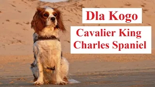 Dla Kogo Cavalier King Charles Spaniel