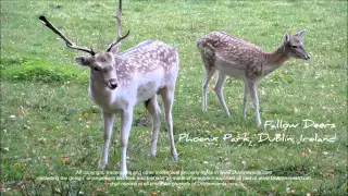 Fallow Deer at Phoenix Park Dublin - Places to visit