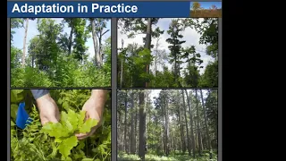 Building on the basics: managing forests for uncertain future conditions