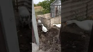 Бойові гуси. Спецоперція🦢🦢🦢🤣🤣🤣