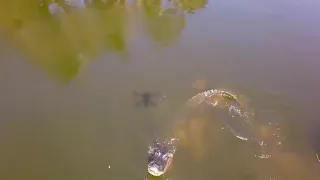 Crocodiles don't like drones