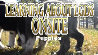 Learning About LGDs OnSite: Puppy Training
