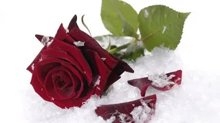 2023 Снег на розах 90-е  в исполнении  Дмитрий Цуриченко