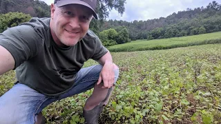 No Till Food Plot Explosion and How To