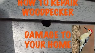 Woodpecker damage repair