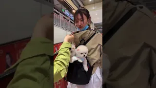 Tik Tok Chó Phốc Sóc Mini 😍 Funny and Cute Pomeranian #short