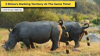 Southern White Rhino Family Marking Territory | Kruger Park Sightings