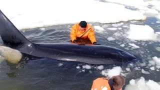 На Сахалине спасают застрявших во льдах косаток