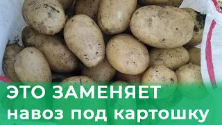 Вношу ЭТО вместо навоза под картошку и собираю урожай ведрами! Делюсь своим секретом