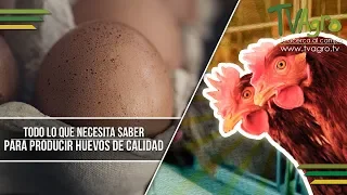 Todo lo que Necesita saber para Producir Huevos de Calidad - TvAgro por Juan Gonzalo Angel