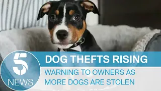 Dog theft: Warning to dog owners as thefts rise by 19%, with some breeds more at risk | 5 News