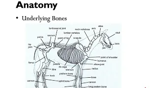 Equine Anatomy