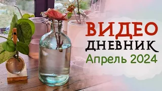 ВИДЕОДНЕВНИК цветовода | Апрель 2024 | Распаковка закупки из Тайланда! 💚 БУДНИ ЦВЕТОВОДА