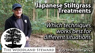 Treating Japanese Stiltgrass – We show you what works for different situations - October, 2022