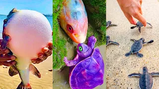 Best Fishing Videos 🦀🐟🐙 Catch Crab, Catch Fish, Deep Sea Monster #82