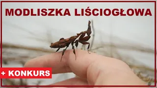 Modliszka liściogłowa (Phyllocrania paradoxa) + KONKURS