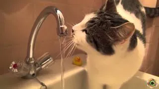 Кот смешно пьет воду