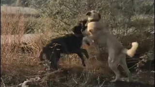 Kangal Style: Playful fight for dominance