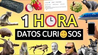 ¡1 HORA De MUCHOS DATOS CURIOSOS! ⏰😯| #6 | Zarpado