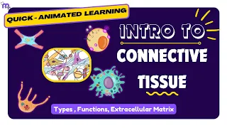 Histology of Connective tissue | Classification | Functions | Extracellular matrix | Animated