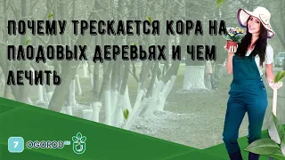 Почему трескается кора на плодовых деревьях и чем лечить