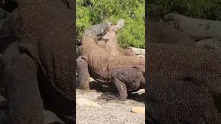 Deadly Kiss of Komodo Dragon to a Deer #wildlife #animal