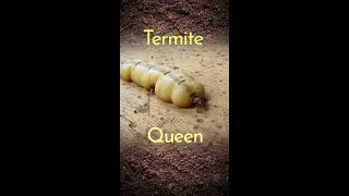 Termite Queen Lays Eggs