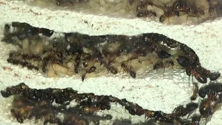 Camponotus fellah / T. nylanderi Update, Brut & Fütterung