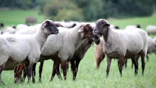Ozora 2011 UNCUT Part1 Sheep