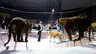 Королевские тигры Суматры - 11