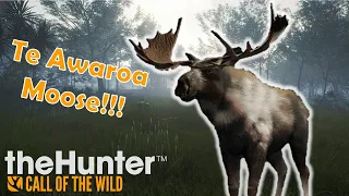 Secret Moose on Te Awaroa National Reserve?! | TheHunter: Call of the Wild