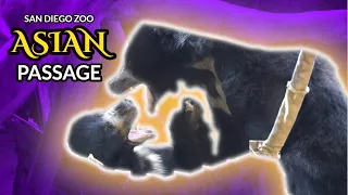 Asian Passage | San Diego Zoo