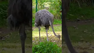 Wonderful Ostrich With Calm Music, Sleep Music, Relaxing Music, Meditation Music #shortvideos